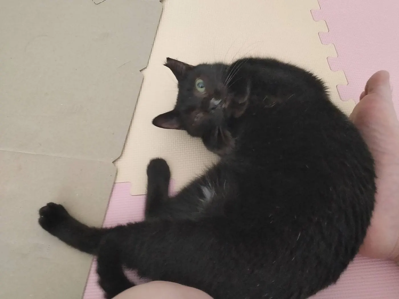 床で丸くなるカナ