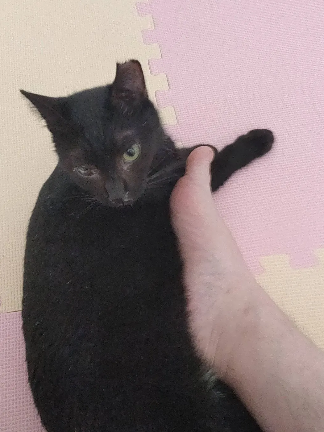 抱き上げられるカナ