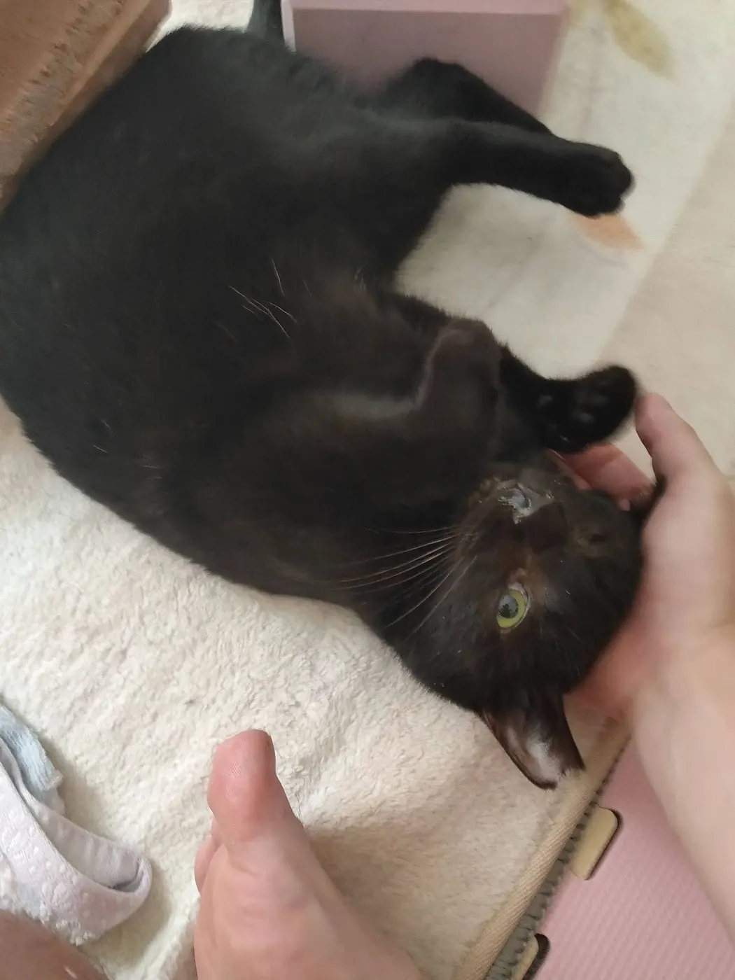 仰向けになってお腹を撫でられるカナ