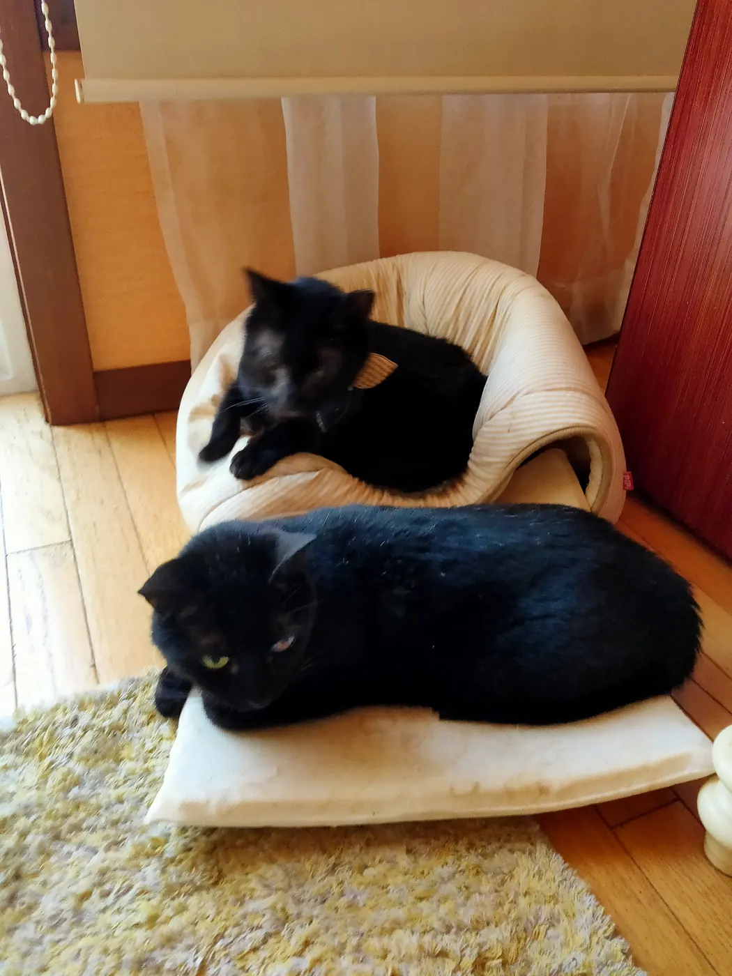 クッションでくつろぐユリ