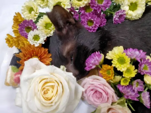 花にかこまれたカナ