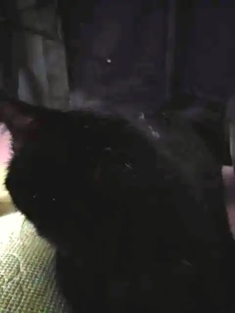 うちに来たころのユリとカナ 3
