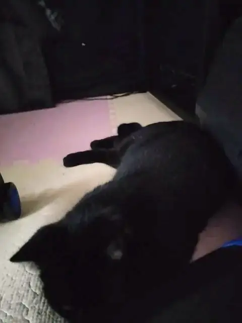 うちに来たころのユリとカナ 4