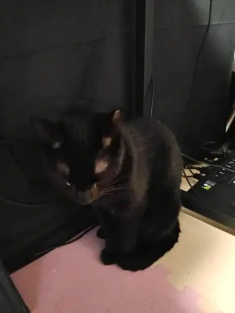 うちに来たころのユリとカナ 5