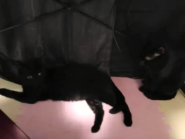 うちに来たころのユリとカナ 8