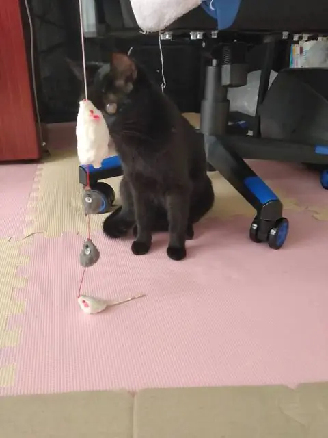 うちに来たころのユリとカナ 10