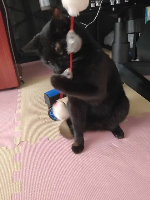 うちに来たころのユリとカナ 11
