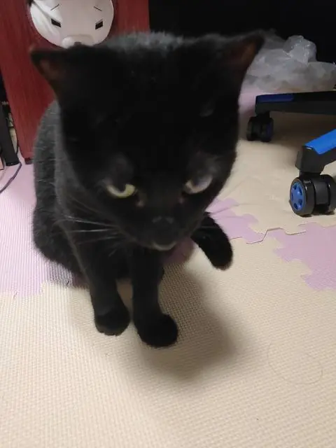 うちに来たころのユリとカナ 14
