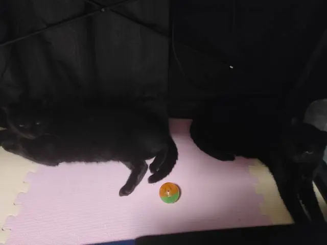 うちに来たころのユリとカナ 15