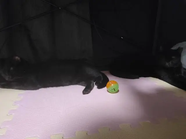 うちに来たころのユリとカナ 16