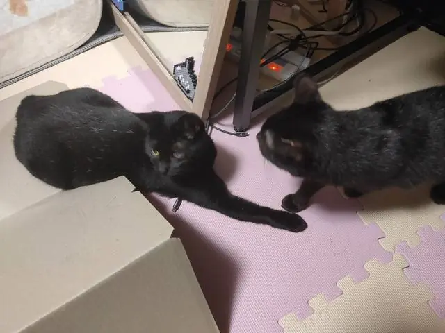 うちに来たころのユリとカナ 17