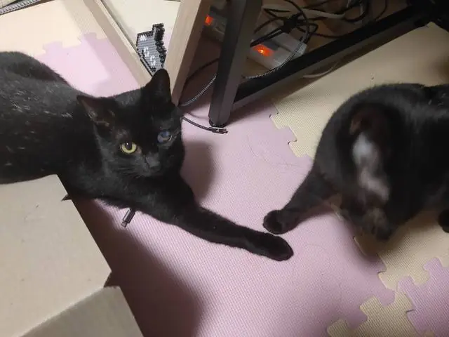 うちに来たころのユリとカナ 18
