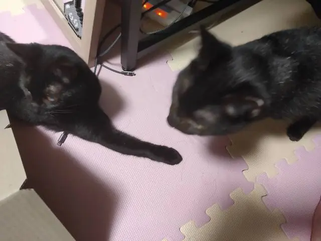 うちに来たころのユリとカナ 19