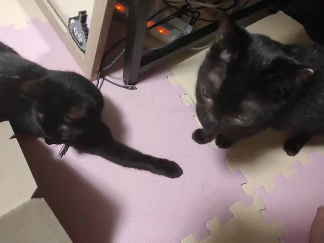 うちに来たころのユリとカナ 20