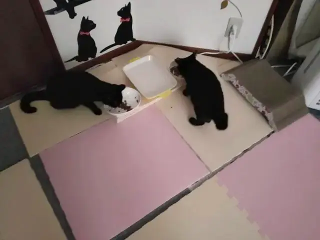 うちに来たころのユリとカナ 28