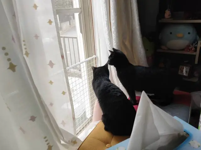 うちに来たころのユリとカナ 30