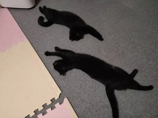うちに来たころのユリとカナ 33