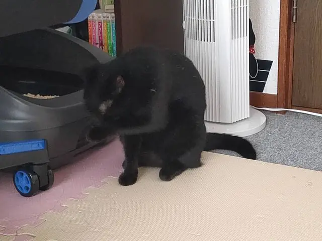うちに来たころのユリとカナ 35