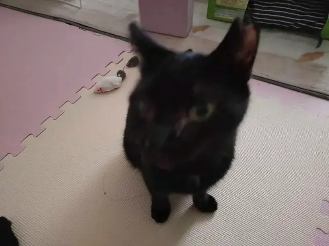 うちに来たころのユリとカナ 39