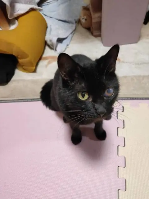 うちに来たころのユリとカナ 43