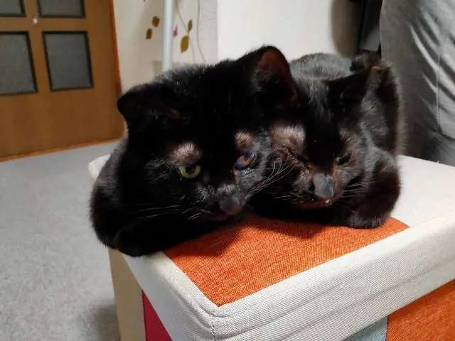 ユリとカナ 1