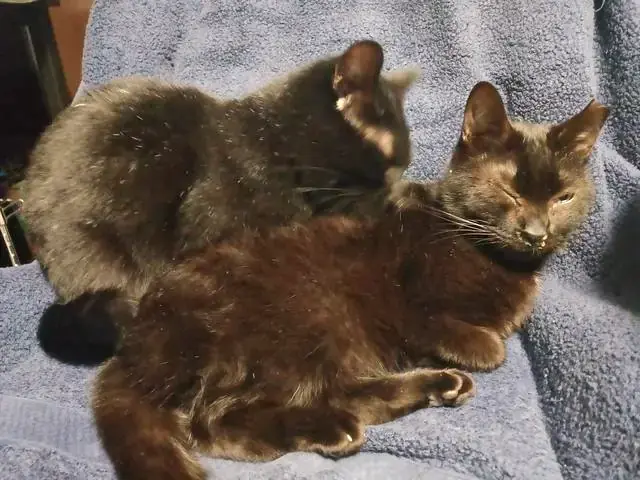ユリとカナ 4