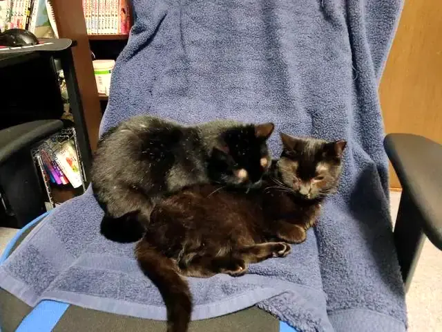 ユリとカナ 5