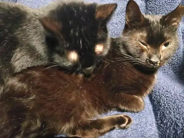 ユリとカナ 6