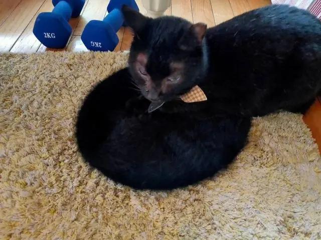 ユリとカナ 8
