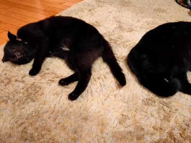 ユリとカナ 12