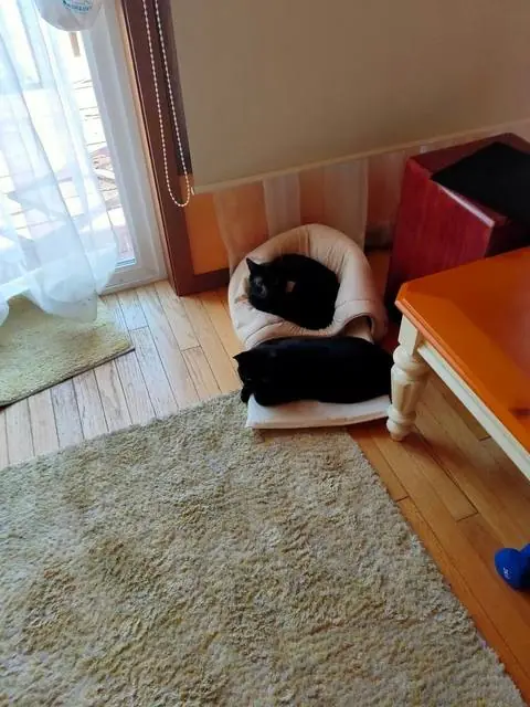 ユリとカナ 14