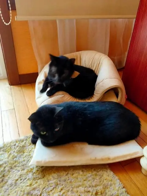 ユリとカナ 15