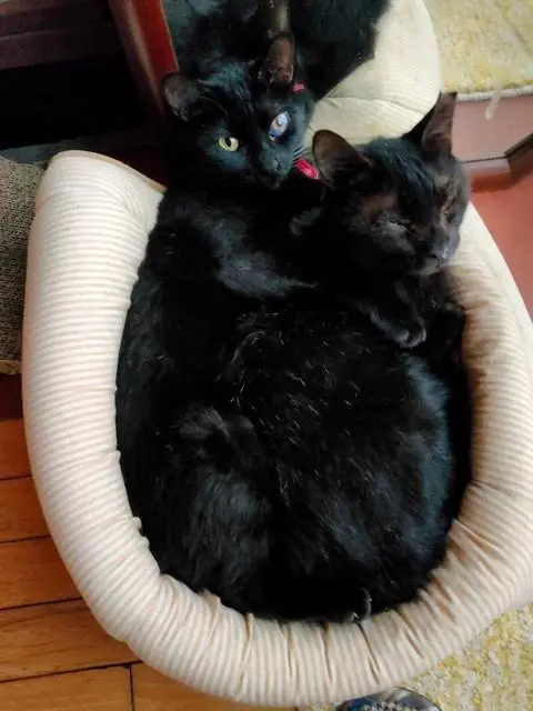 ユリとカナ 18