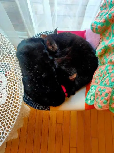 ユリとカナ 33