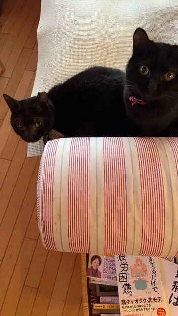 ユリとカナ 36