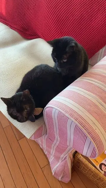 ユリとカナ 37