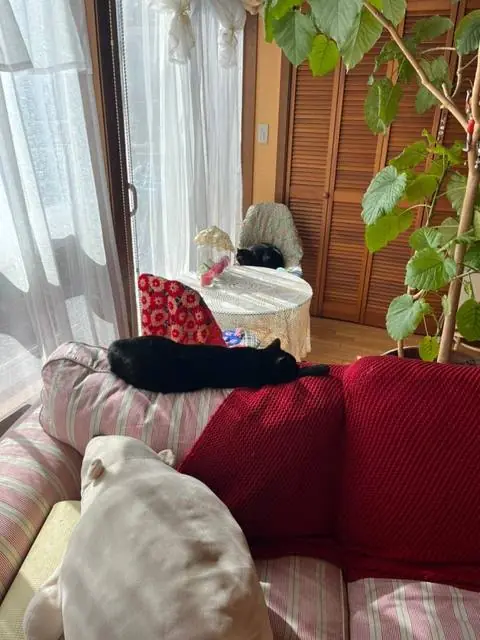 ユリとカナ 47