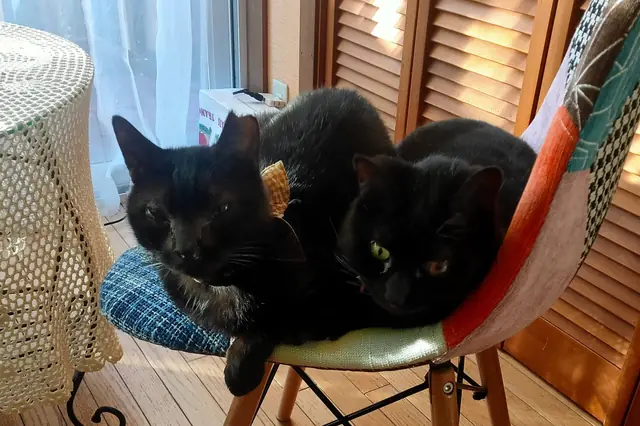 ユリとカナ